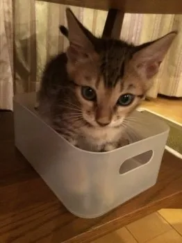 yumi 様のお迎えした子猫