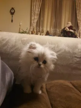 チーちゃん 様のお迎えした子猫