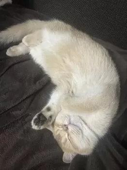 M.Ｉ 様のお迎えした子猫