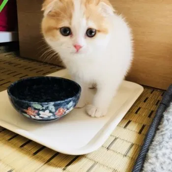 みかちゅう 様のお迎えした子猫