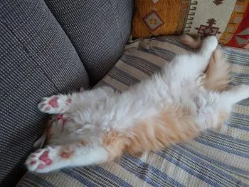 Y.K 様のお迎えした子猫