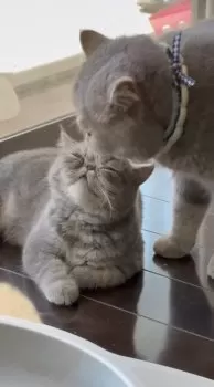 M.W 様のお迎えした子猫