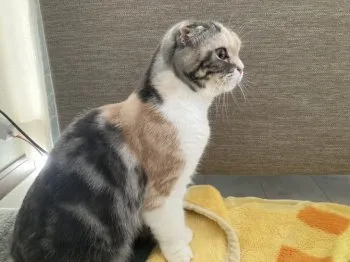 わらび 様のお迎えした子猫