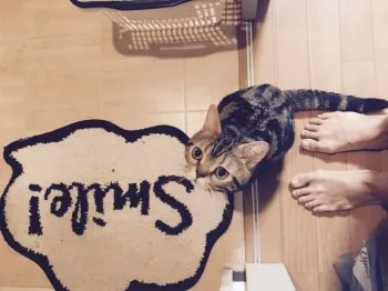 S.I 様のお迎えした子猫