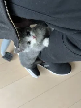 もちもち 様のお迎えした子猫