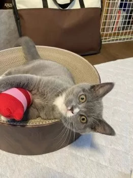M.O 様のお迎えした子猫
