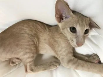 Blackmoor　Stephen 様のお迎えした子猫