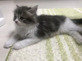 ルーママ 様のお迎えした子猫
