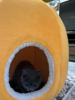mipoji 様のお迎えした子猫
