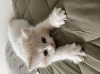 かほ 様のお迎えした子猫