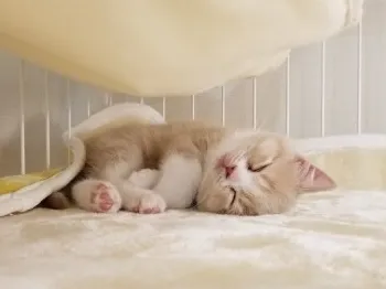 C.S 様のお迎えした子猫