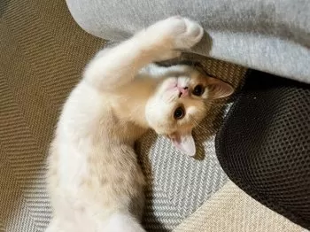 サチ 様のお迎えした子猫