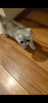 ひろてぃー 様のお迎えした子猫