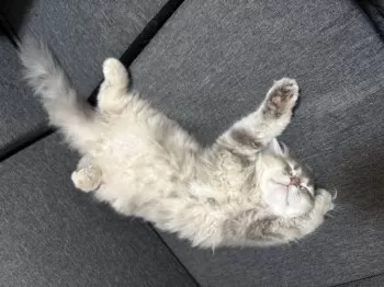 おなみ 様のお迎えした子猫