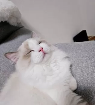 N.M 様のお迎えした子猫