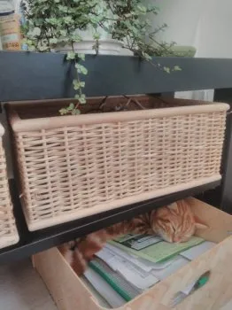 JPNicoco 様のお迎えした子猫