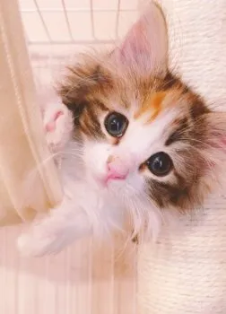 R.K 様のお迎えした子猫