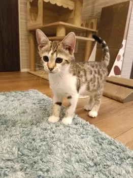 ラヴ 様のお迎えした子猫