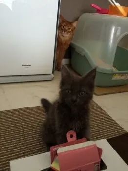 OGA 様のお迎えした子猫