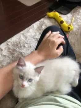 たま 様のお迎えした子猫