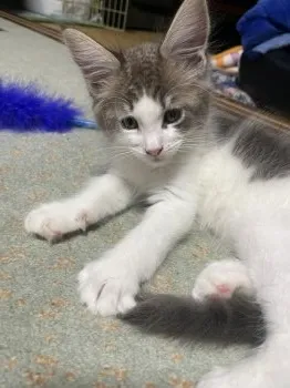 ダーヤン 様のお迎えした子猫
