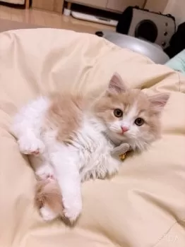 もこ 様のお迎えした子猫