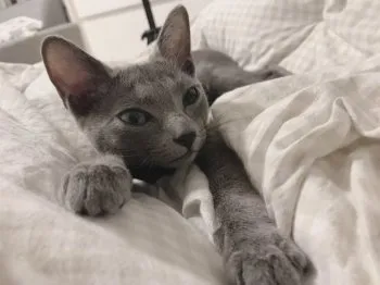 KM 様のお迎えした子猫