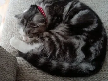 Love cat 様のお迎えした子猫