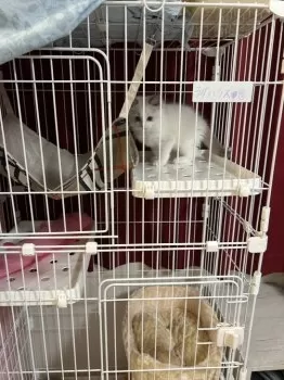 H.K 様のお迎えした子猫