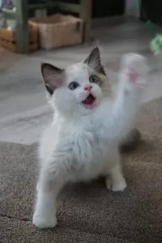 M.H 様のお迎えした子猫