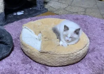 はる 様のお迎えした子猫