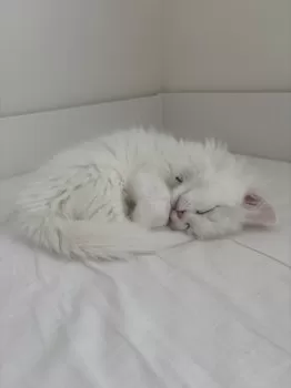 T.K 様のお迎えした子猫