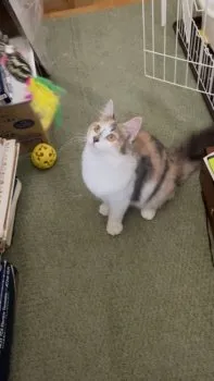 我輩は猫ニャン 様のお迎えした子猫