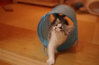 ゆいみー 様のお迎えした子猫