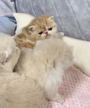 タム 様のお迎えした子猫