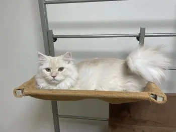 T.K 様のお迎えした子猫