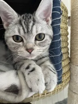 A.T 様のお迎えした子猫