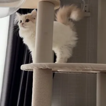 しー 様のお迎えした子猫