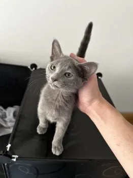ボボ 様のお迎えした子猫