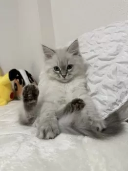 S.K 様のお迎えした子猫