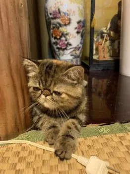 ひなた 様のお迎えした子猫