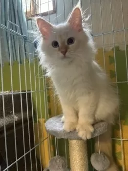 さち 様のお迎えした子猫