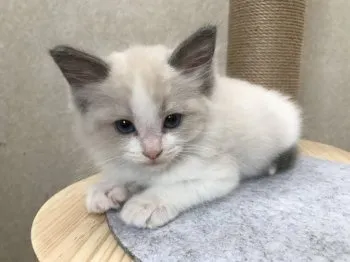 ヒロピー 様のお迎えした子猫