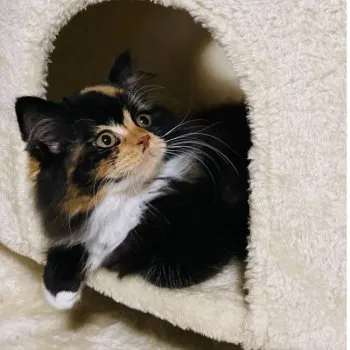 A.T 様のお迎えした子猫