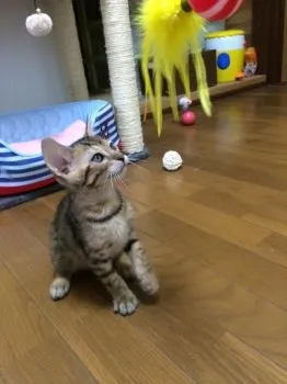 おはるさん 様のお迎えした子猫