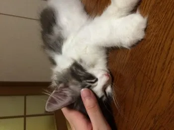 ラムちゃん 様のお迎えした子猫