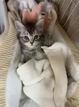 M.W 様のお迎えした子猫