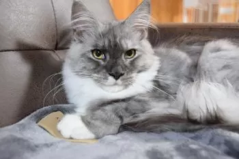 j.k 様のお迎えした子猫