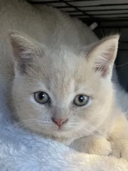 H.E 様のお迎えした子猫