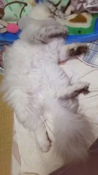 たまこ 様のお迎えした子猫